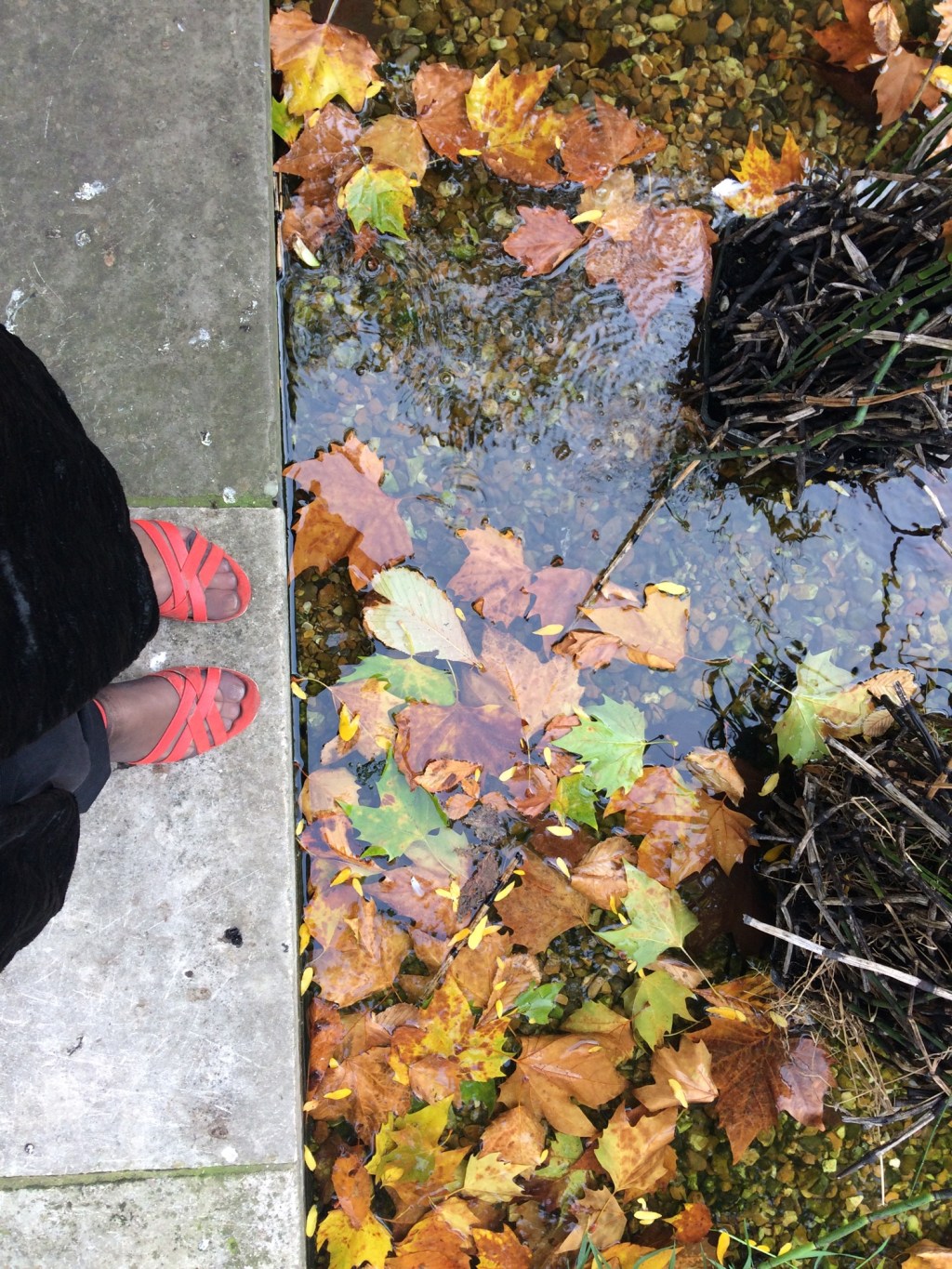 Embankment Gardens In The Autumn & Ancient Greek Thoughts On Healing